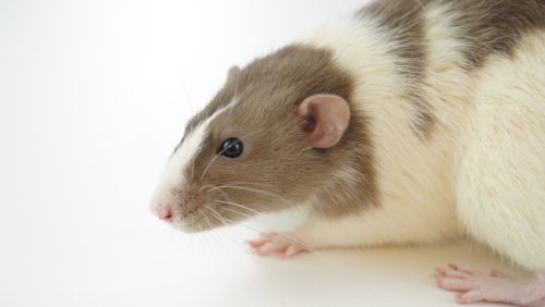 Масляная кислота может купировать анафилактический приступ у мышей