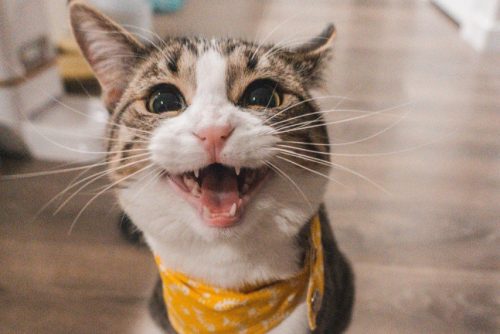 Зарегистрирован первый в мире случай заболевания аллергией после укуса кошки