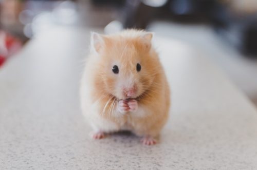 Ожирение усиливает способность мышей противостоять вирусу простого герпеса-2