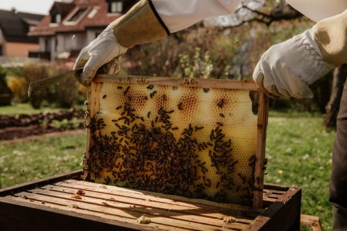После жалобы соседа-аллергика суд обязал пчеловода демонтировать пасеку